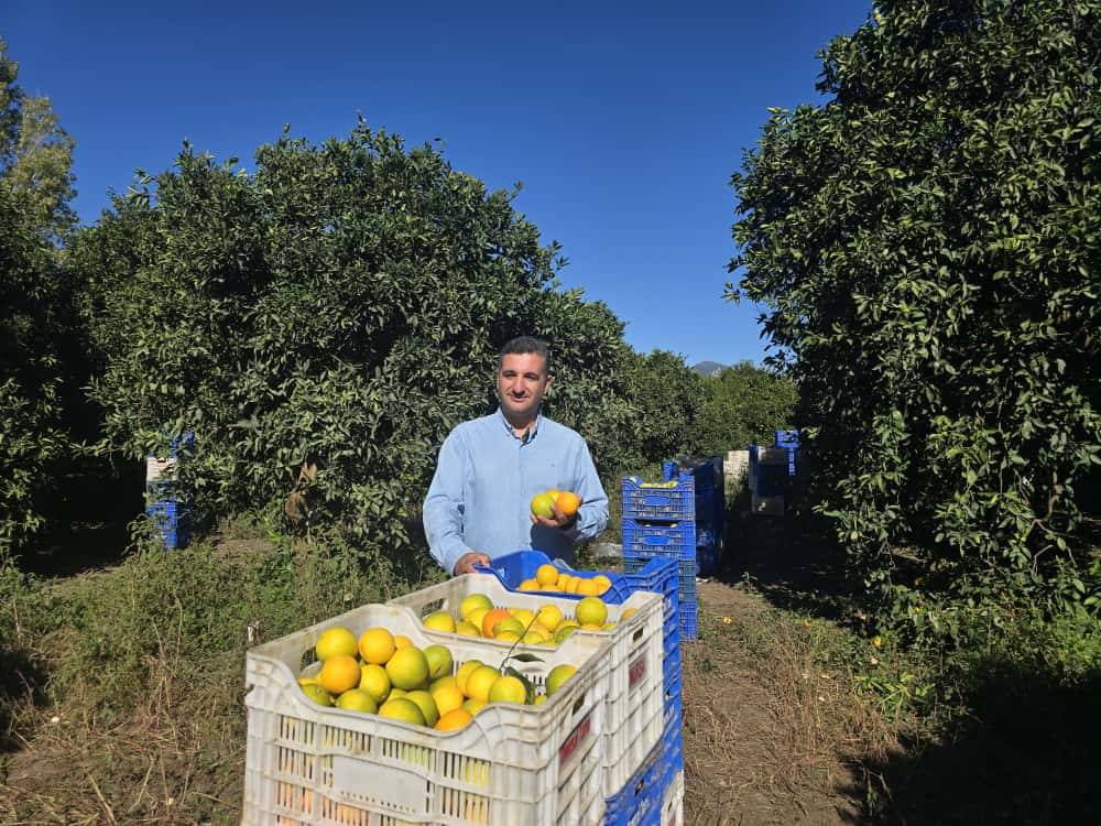 Finike Portakalında rekolte zirvede! Türkiye genelinde rekolte düştü