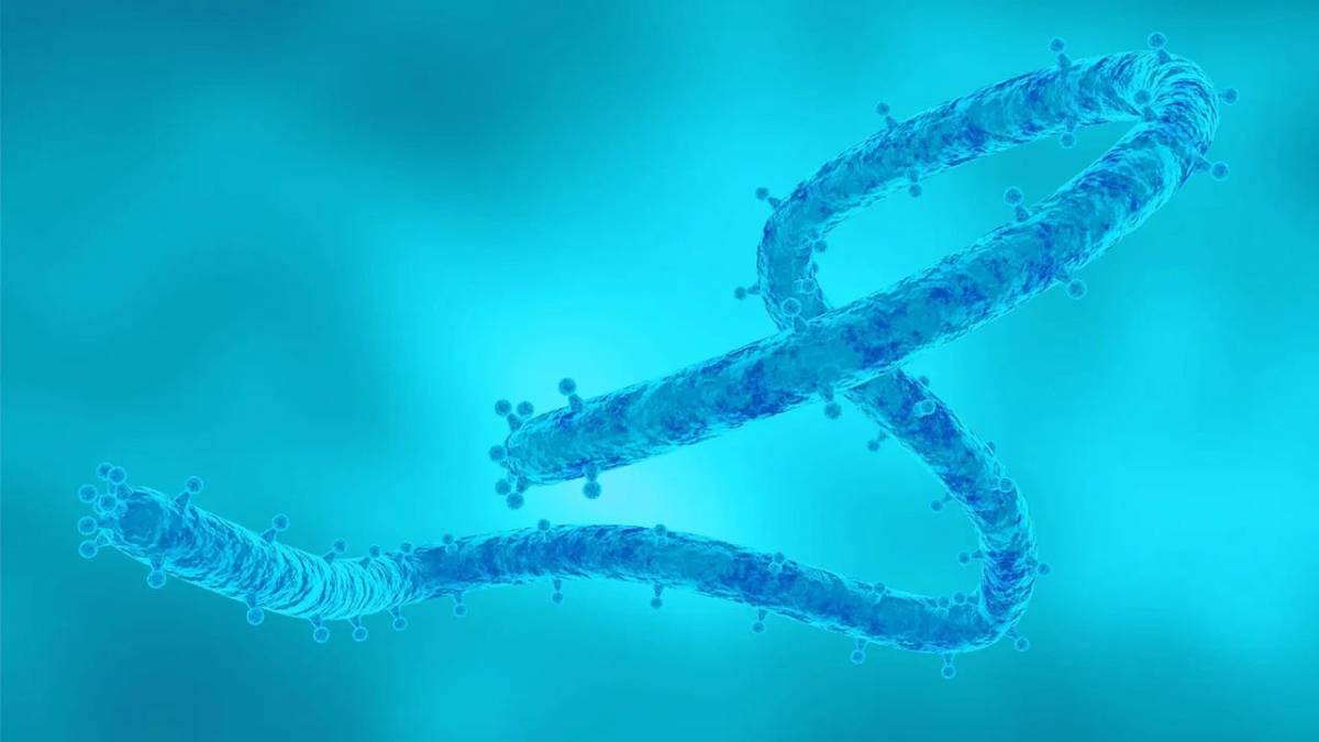 Marburg virüsü yayılıyor mu?