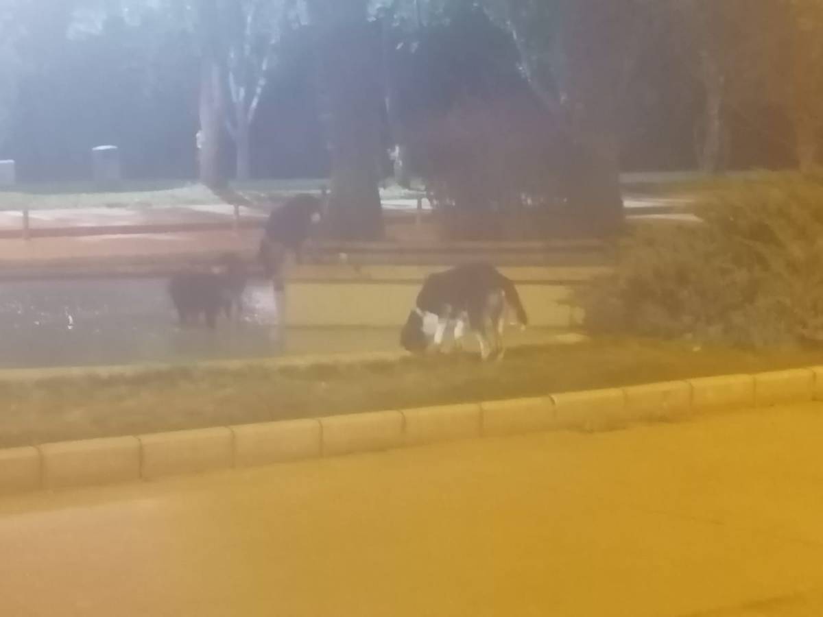 Üniversite’de sokak köpekleri tedrginlik yaratıyor