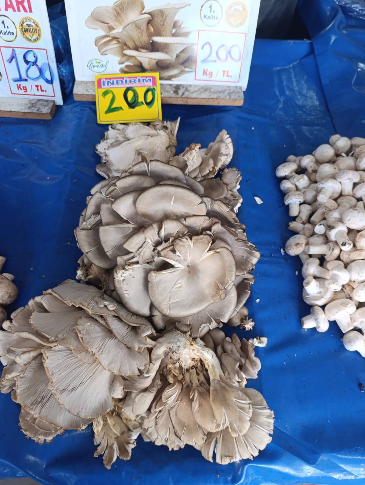 Antalya’da semt pazarlarında mantar bolluğu!