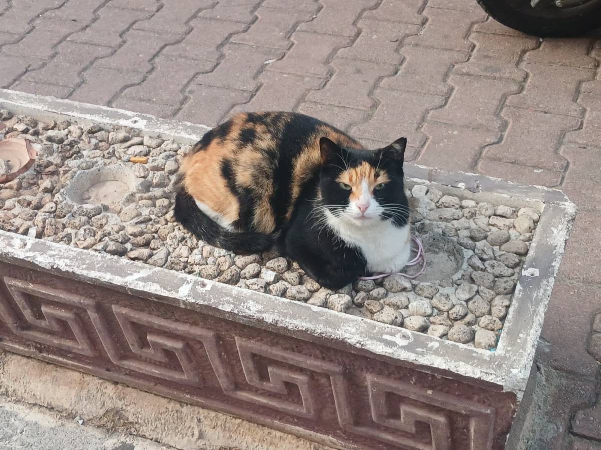 Kış aylarında sokak hayvanları için yapılabilecekler!