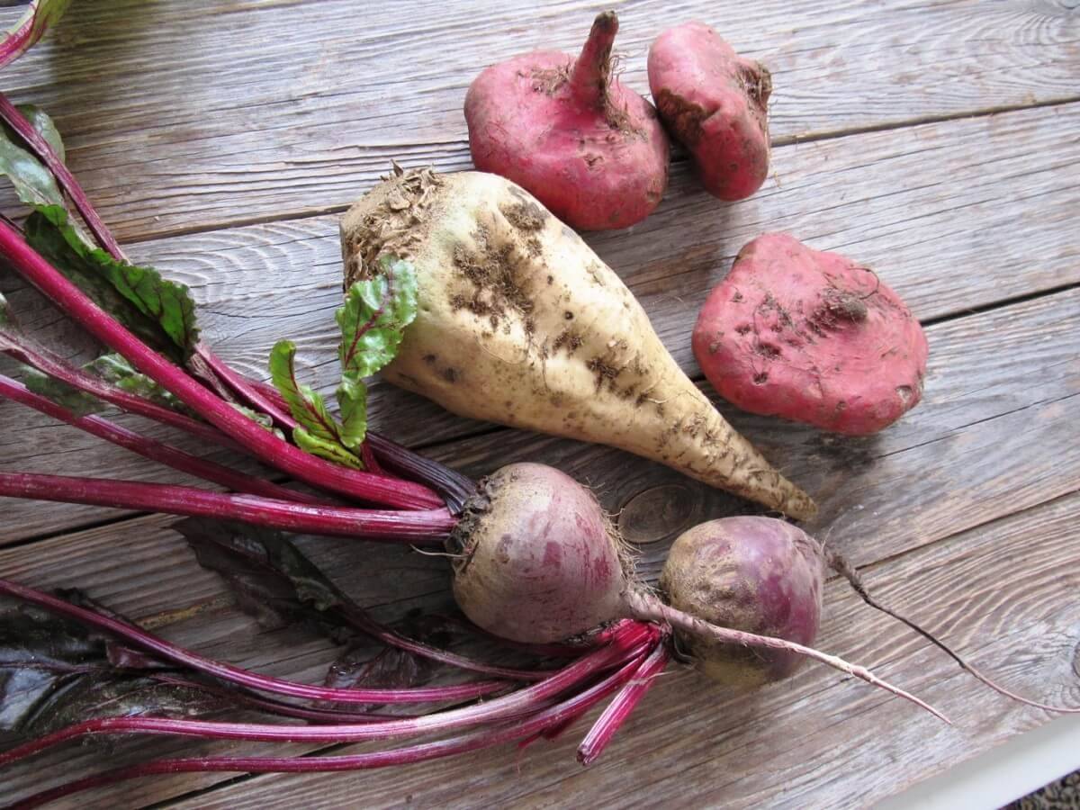 Antalya’da gençlik iksiri pancarın faydaları!
