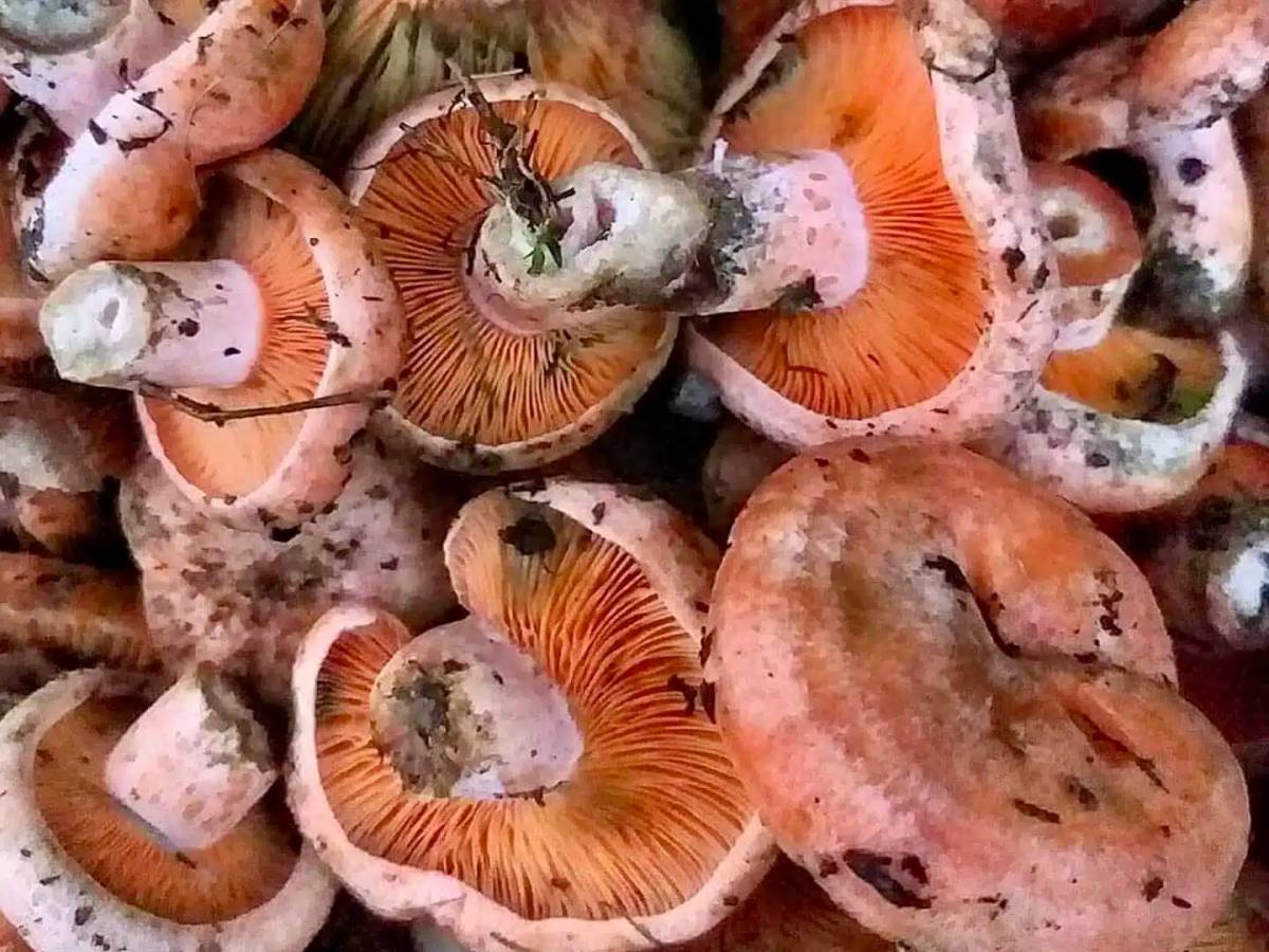 Antalya’da vatandaşlara ek gelir oluyor!