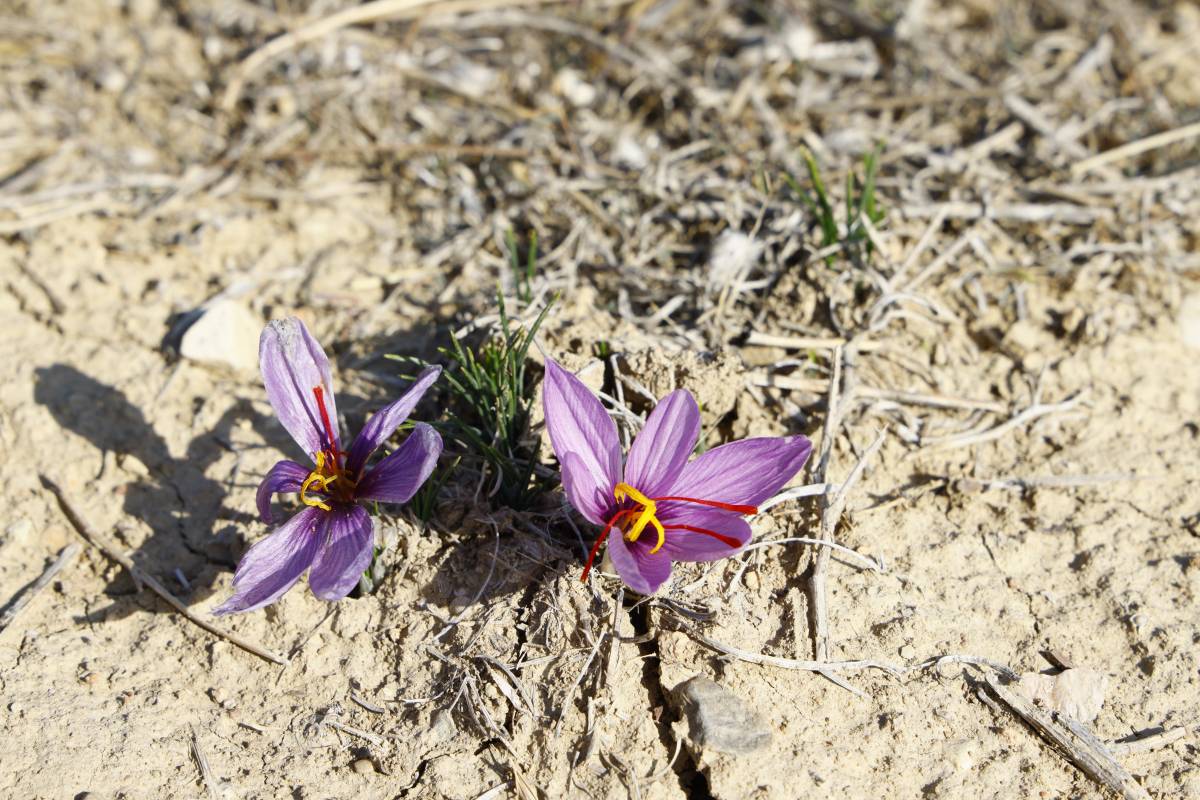 Antalya’da üretimi başladı! Kilosu 850 bin TL'ye çıkıyor