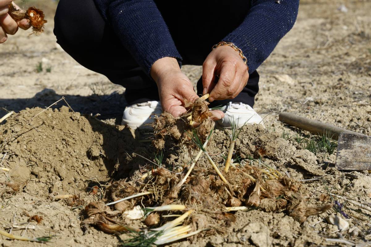 Antalya’da üretimi başladı! Kilosu 850 bin TL'ye çıkıyor
