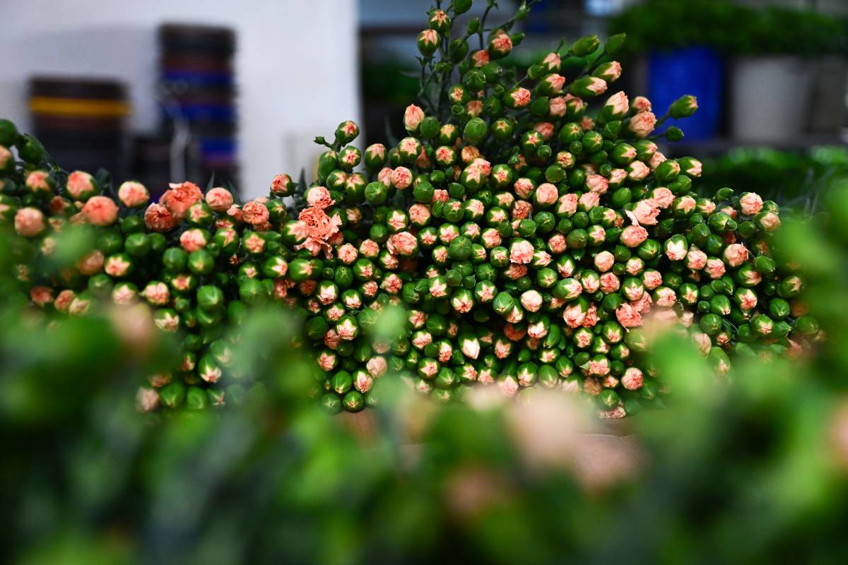 Türkiye'den 2025'te 83 ülkeye çiçek ihracatı yapıldı