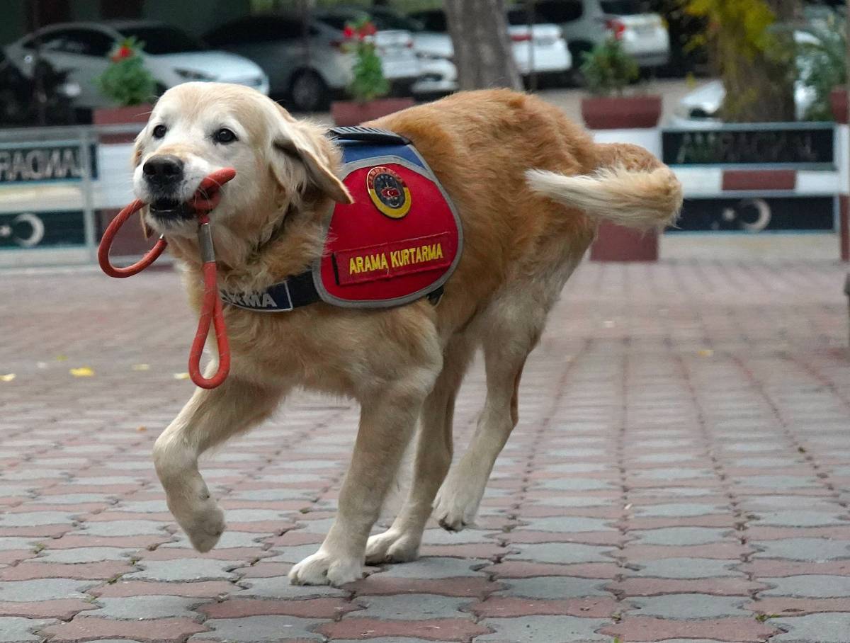 JAK köpeği 'Ocak', 8 yılda 48 can kurtardı