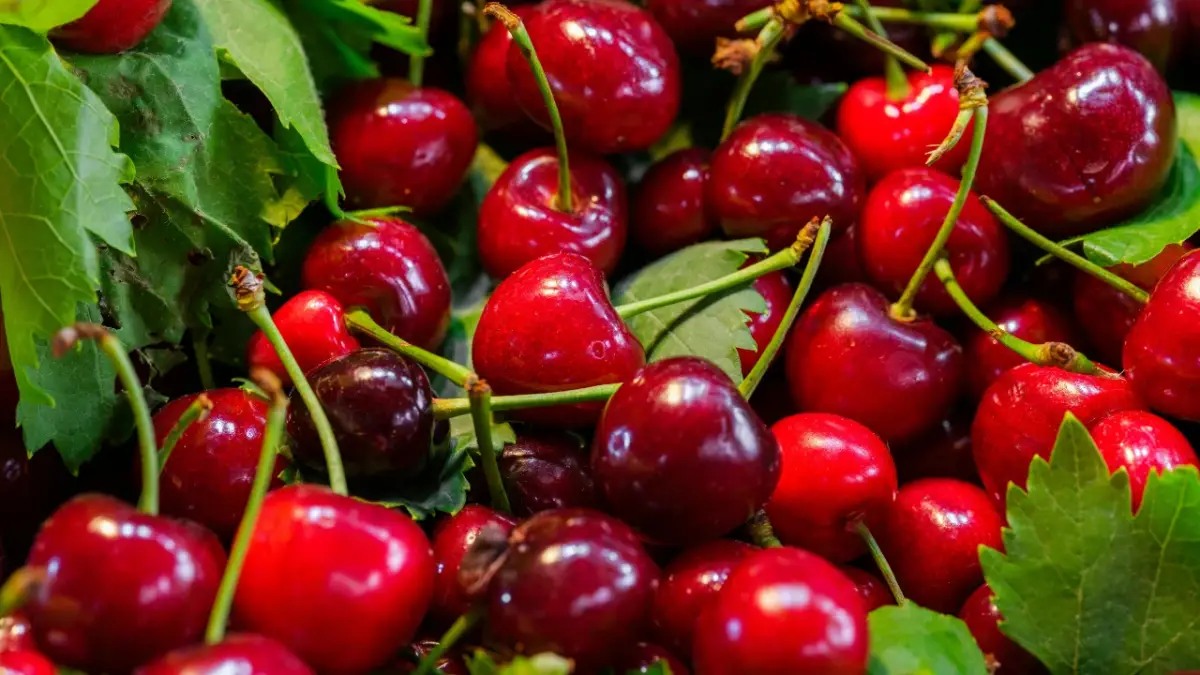 2026'nın ilk kirazı rekor fiyata satıldı!