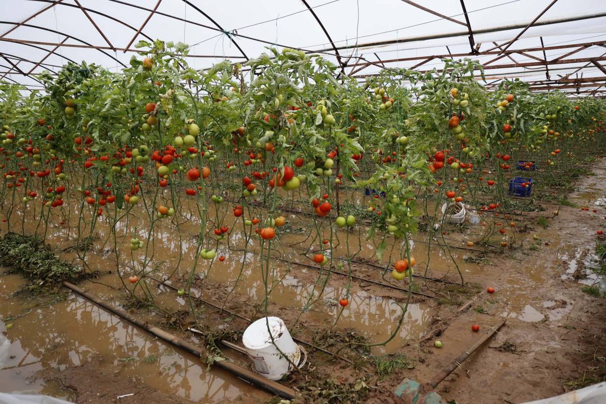 'Sarı kod'la uyarılan Antalya'da tarım alanları su altında kaldı