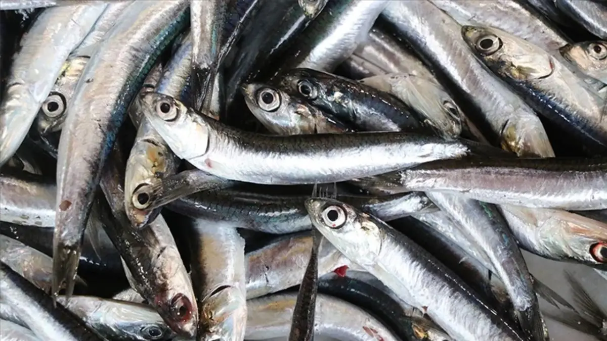 2025 yılı hamsi ihracat verileri açıklandı!
