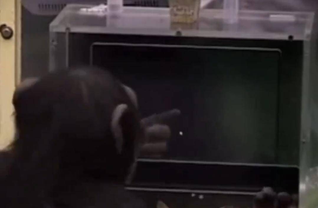 Dahi şempanze öldü!