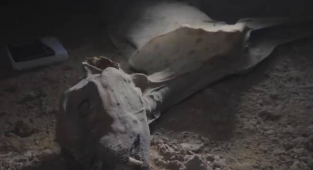 Mumyalanmış 7 çita bulundu!