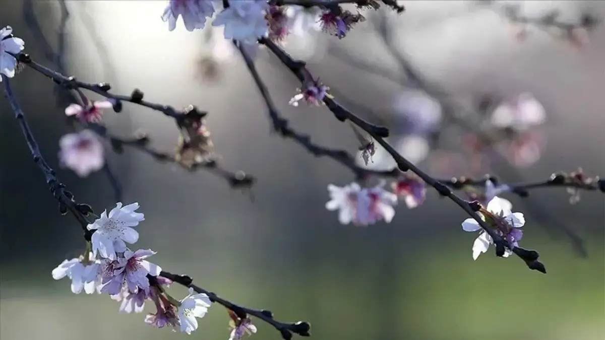 Baharın ilk işareti görüldü!