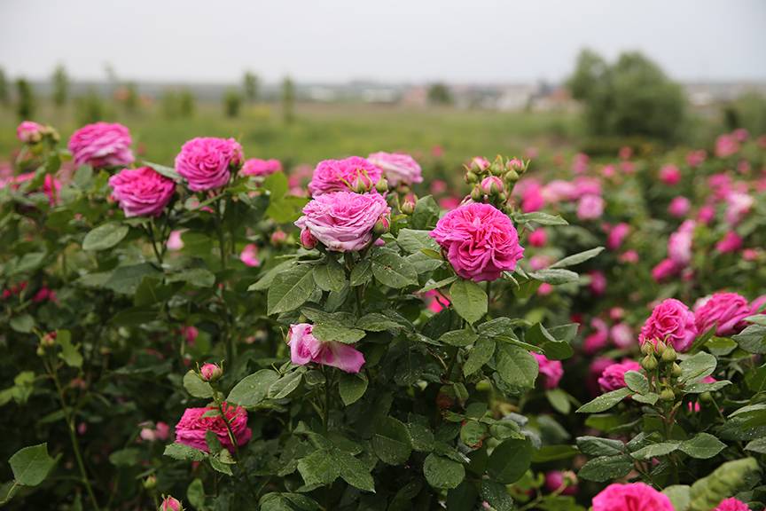 Sevgililer Günü'nde hediye alınabilecek anlamlı çiçekler!