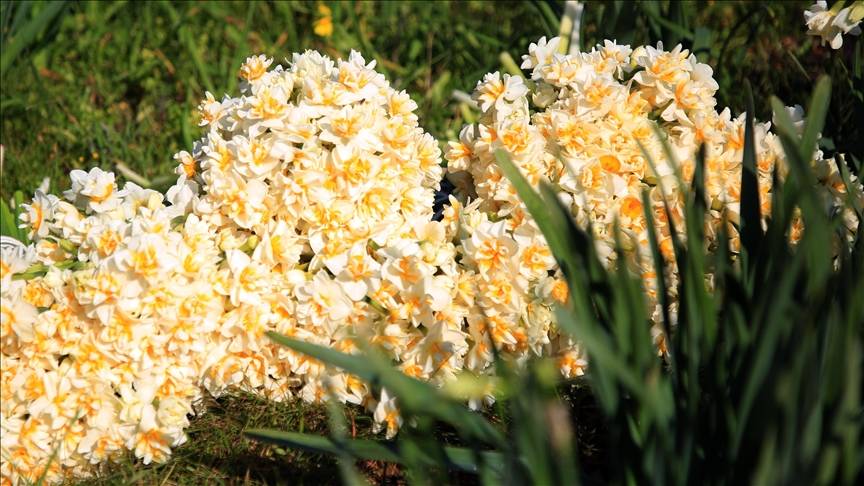 Sevgililer Günü'nde hediye alınabilecek anlamlı çiçekler!