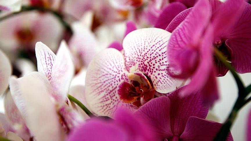 Sevgililer Günü'nde hediye alınabilecek anlamlı çiçekler!