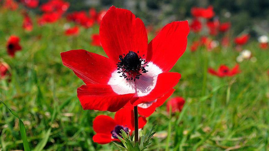 Cemreler baharı müjdeledi!