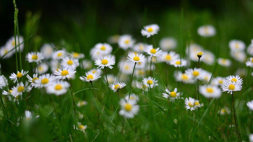 Sevgililer Günü'nde hediye alınabilecek anlamlı çiçekler!