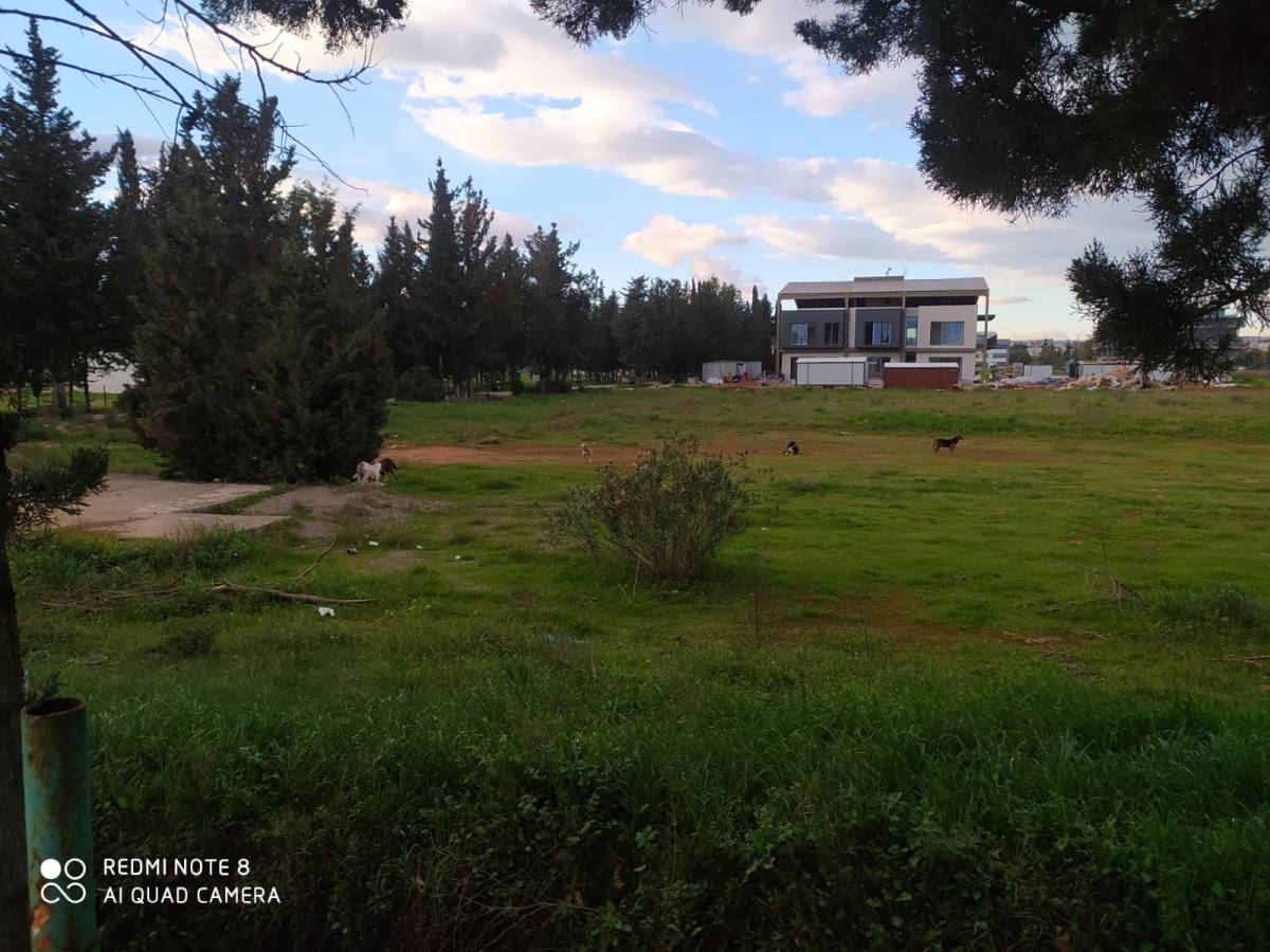 Akdeniz Üniversitesi’nde sokak köpekleri sayısı artıyor