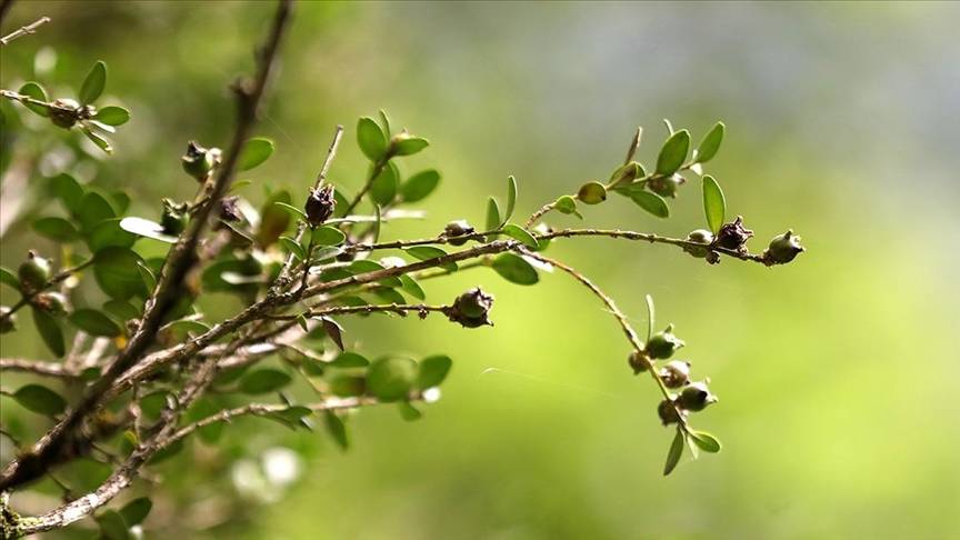 Sonuncu cemre düştü!
