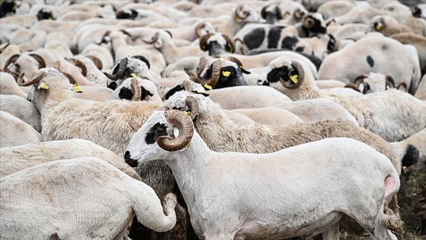 2026 yılı vekaletle kurban kesim bedelleri belli oldu!