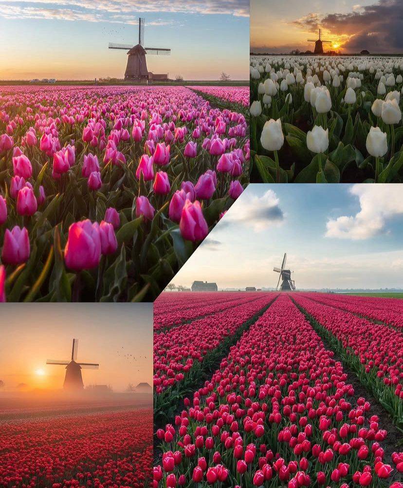 Bir çiçeğin uzun yolculuğu: