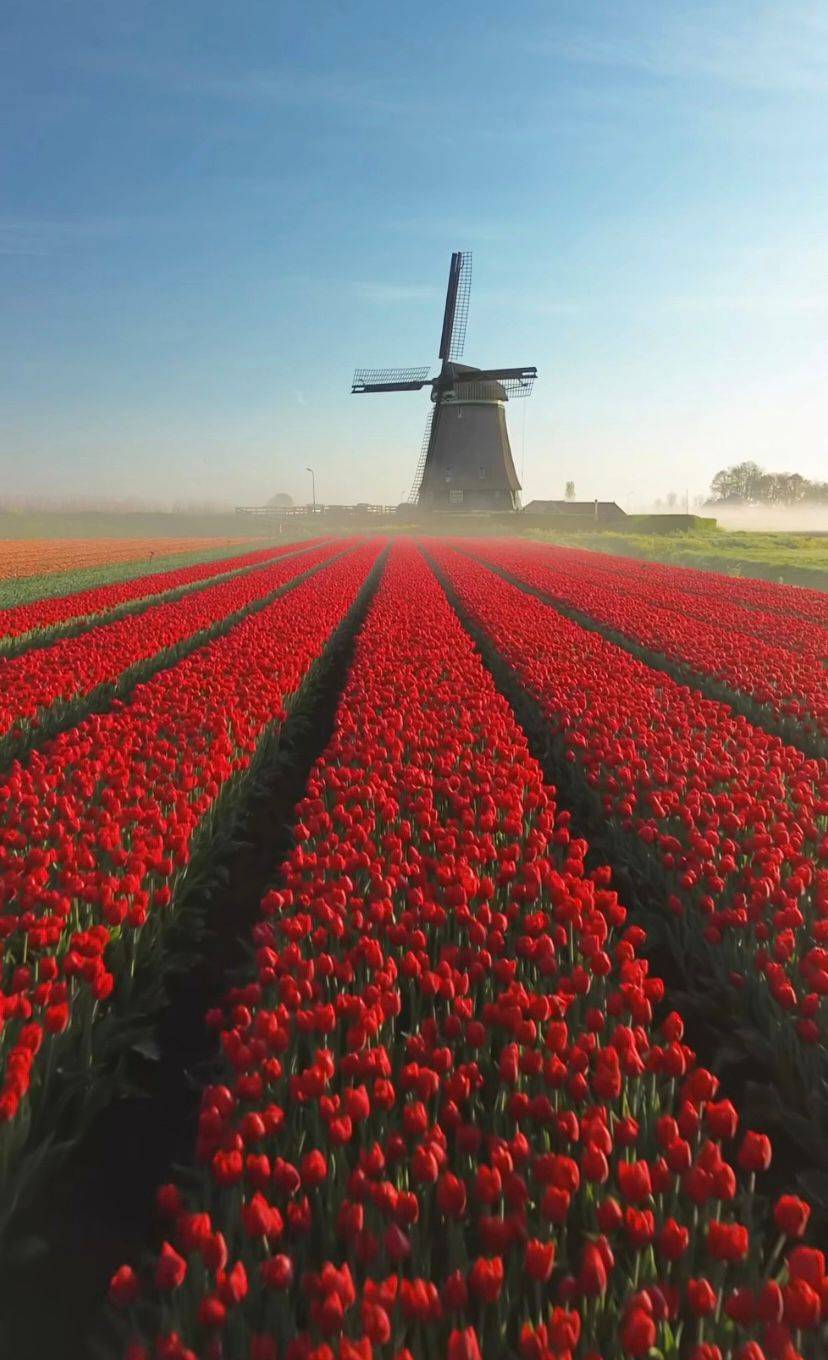 Bir çiçeğin uzun yolculuğu: