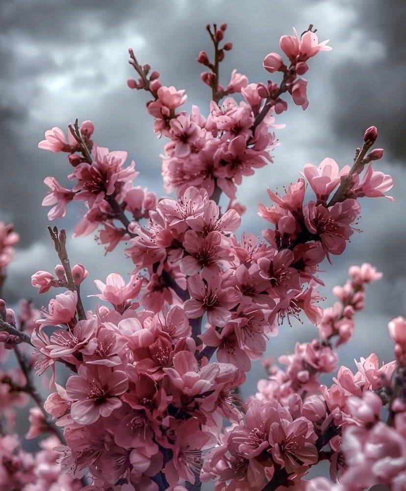 Ankara’ya bahar gelmiş