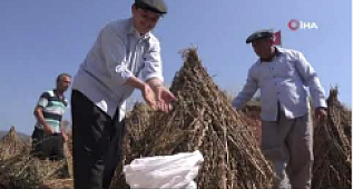 Seracılık ile gelirini kıyaslamak için susam üretiyorlar