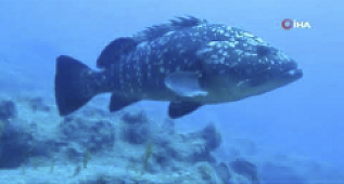 Türk dalgıçların misafiri Orfoz ve Napolyonlar oldu