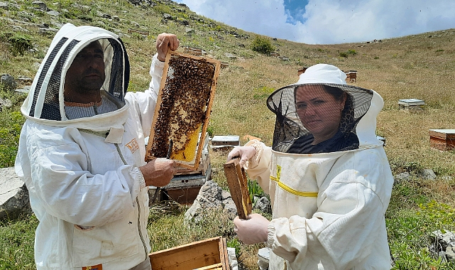 2 bin 500 rakımlı yaylalarda aile boyu arı mesaisi