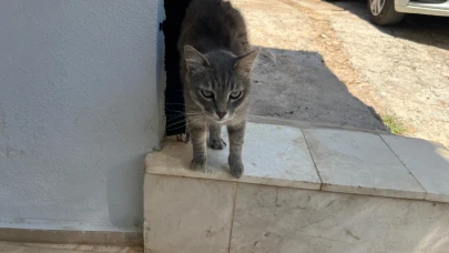 Evin yeni bekçisi iş başında