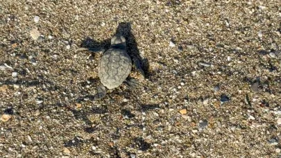 Antalya'da yavru caretta nöbeti