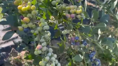 Elmalı'nın mavi altını yaban mersini