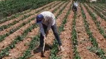 Üniversiteli kardeşler hem aileleri hem de kendileri için üretiyor