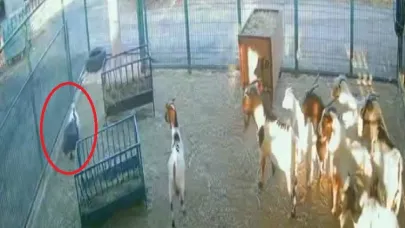 Cüce keçinin poşet macerası